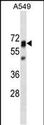 SHP2 Antibody in Western Blot (WB)