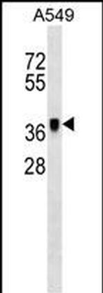 METAP1 Antibody in Western Blot (WB)