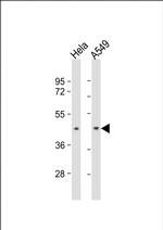 BMI-1 Antibody in Western Blot (WB)