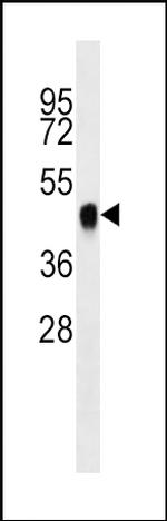 BMI-1 Antibody in Western Blot (WB)