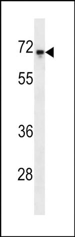 c-Rel Antibody in Western Blot (WB)