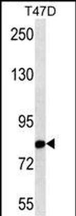 Nuclear Matrix Protein p84 Antibody in Western Blot (WB)