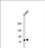 eIF4B Antibody in Western Blot (WB)