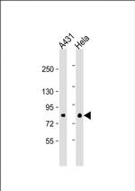 eIF4B Antibody in Western Blot (WB)