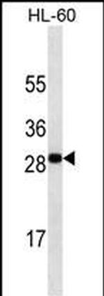 OX40L Antibody in Western Blot (WB)