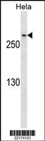 CDK5RAP2 Antibody in Western Blot (WB)