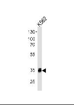 MBD3 Antibody in Western Blot (WB)