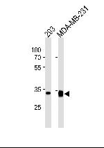 GOLPH3 Antibody in Western Blot (WB)