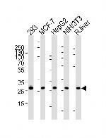 Prohibitin Antibody in Western Blot (WB)