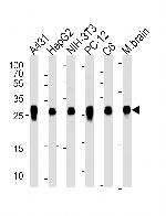 14-3-3 zeta Antibody in Western Blot (WB)