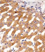 PAH Antibody in Immunohistochemistry (Paraffin) (IHC (P))