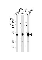 PAH Antibody in Western Blot (WB)