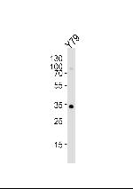 OTX2 Antibody in Western Blot (WB)