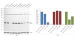 RAC1 Antibody in Western Blot (WB)