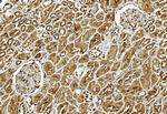 ULK3 Antibody in Immunohistochemistry (Paraffin) (IHC (P))