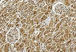 ULK3 Antibody in Immunohistochemistry (Paraffin) (IHC (P))