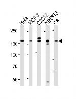 Raptor Antibody in Western Blot (WB)