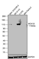 MCK10 Antibody