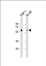 HCK Antibody in Western Blot (WB)