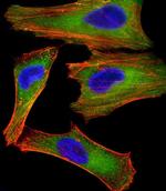 XIAP Antibody in Immunocytochemistry (ICC/IF)