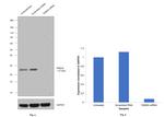 RAB3a Antibody