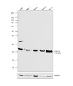 RAB11A Antibody in Western Blot (WB)