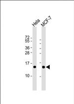 ISG15 Antibody in Western Blot (WB)