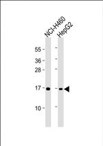 IFITM3 Antibody in Western Blot (WB)