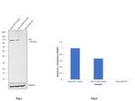 HK2 Antibody in Western Blot (WB)