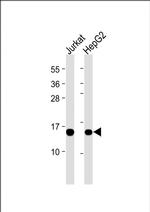 ROC1 Antibody in Western Blot (WB)