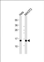 ROC1 Antibody in Western Blot (WB)