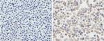 CD273 (B7-DC) Antibody in Immunohistochemistry (Paraffin) (IHC (P))