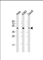 TIP47 Antibody in Western Blot (WB)