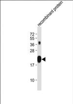 PNOC Antibody in Western Blot (WB)