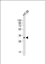 PENK Antibody in Western Blot (WB)