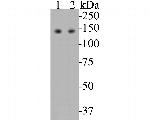 USP28 Antibody in Western Blot (WB)