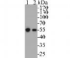 DFNA5 Antibody in Western Blot (WB)