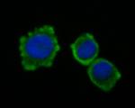 CEACAM6 Antibody in Immunocytochemistry (ICC/IF)