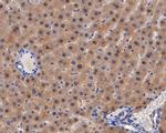 Aminoacylase Antibody in Immunohistochemistry (Paraffin) (IHC (P))