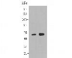 Aminoacylase Antibody in Western Blot (WB)