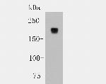 CD45 Antibody in Western Blot (WB)