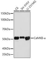 CaMKII Pan Antibody in Western Blot (WB)