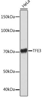 TFE3 Antibody in Western Blot (WB)