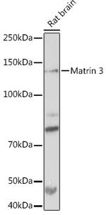 MATR3 Antibody in Western Blot (WB)