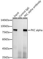 PKC alpha Antibody in Immunoprecipitation (IP)