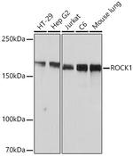 ROCK1 Antibody in Western Blot (WB)