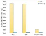 E2F6 Antibody in ChIP Assay (ChIP)