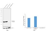 p16INK4a Antibody in Western Blot (WB)