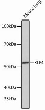 KLF4 Antibody in Western Blot (WB)