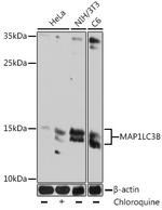 LC3B Antibody in Western Blot (WB)